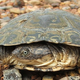 Illustration for article titled These Turtles Hunt in Vicious Packs.
